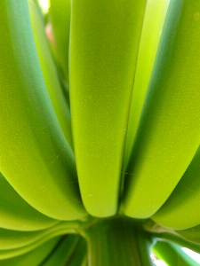 草 植物 写真撮影 日光 写真