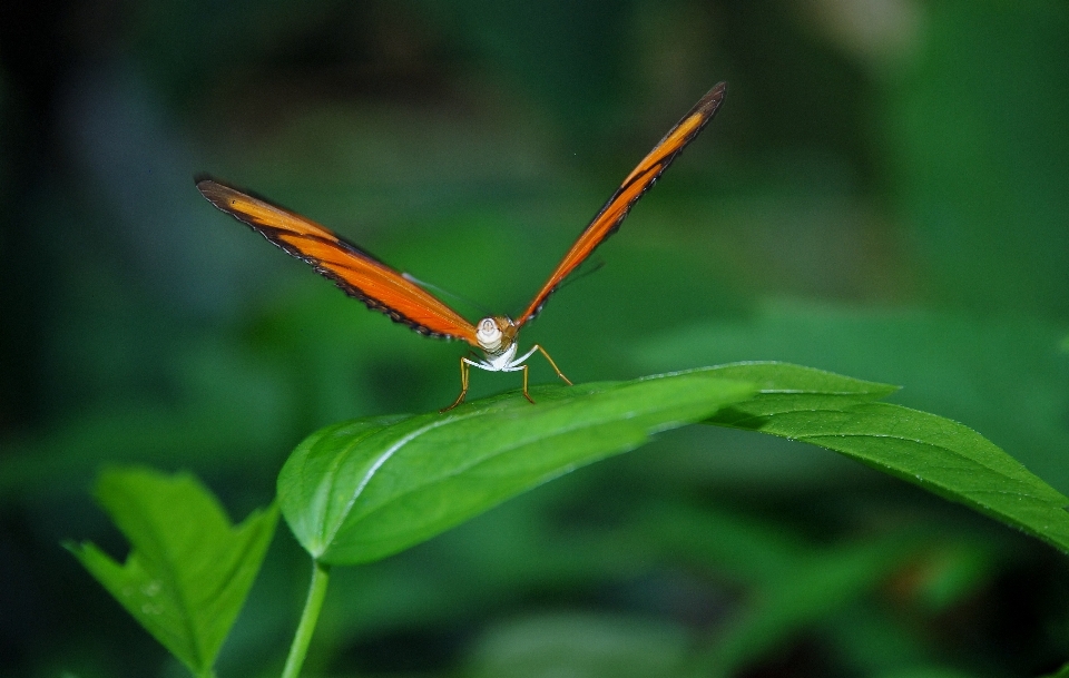 Nature aile la photographie feuille