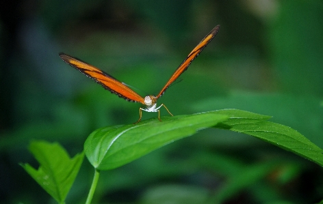 Nature wing photography leaf Photo