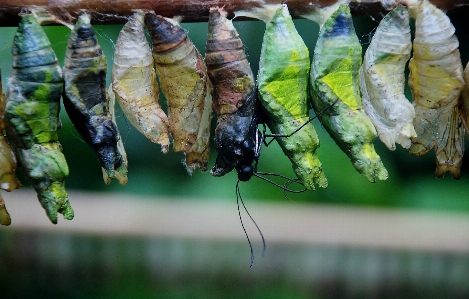 Nature photography leaf wildlife Photo