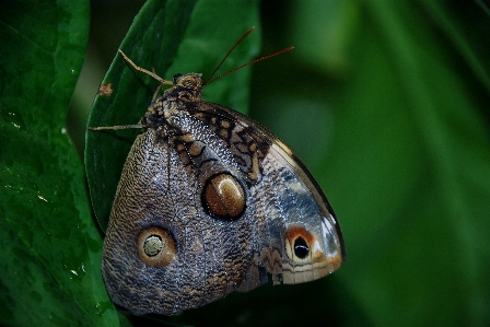 Nature photography leaf flower Photo