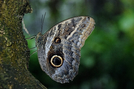 Foto Natureza ar livre asa fotografia