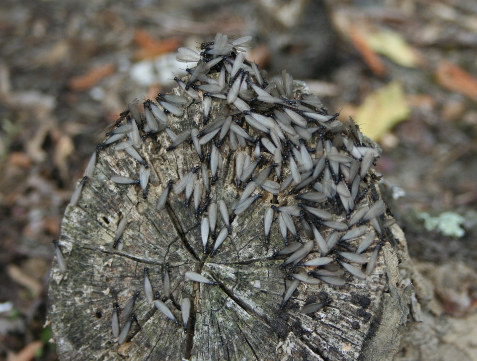 Baum natur draussen rock