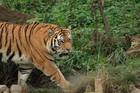 野生動物 動物園 密林 猫 写真