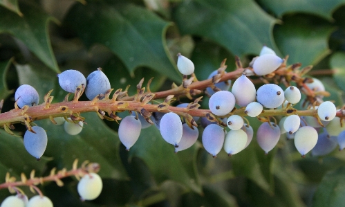 Tree nature branch blossom Photo