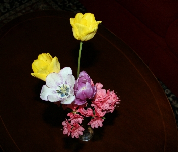 Blossom plant stem leaf Photo