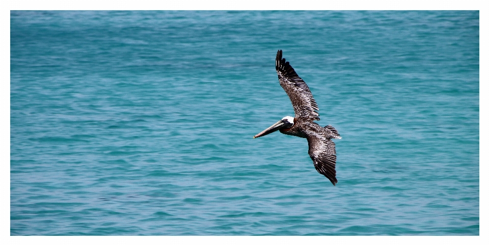 Mare uccello ala marino
