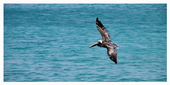 Sea bird wing seabird Photo