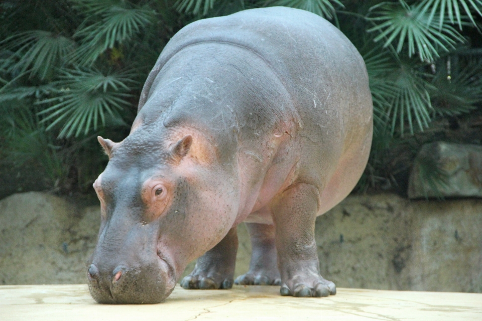 Dzikiej przyrody ogród zoologiczny ssak fauna