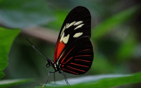 Nature wing leaf flower Photo