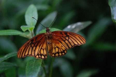 Nature outdoor wing leaf Photo