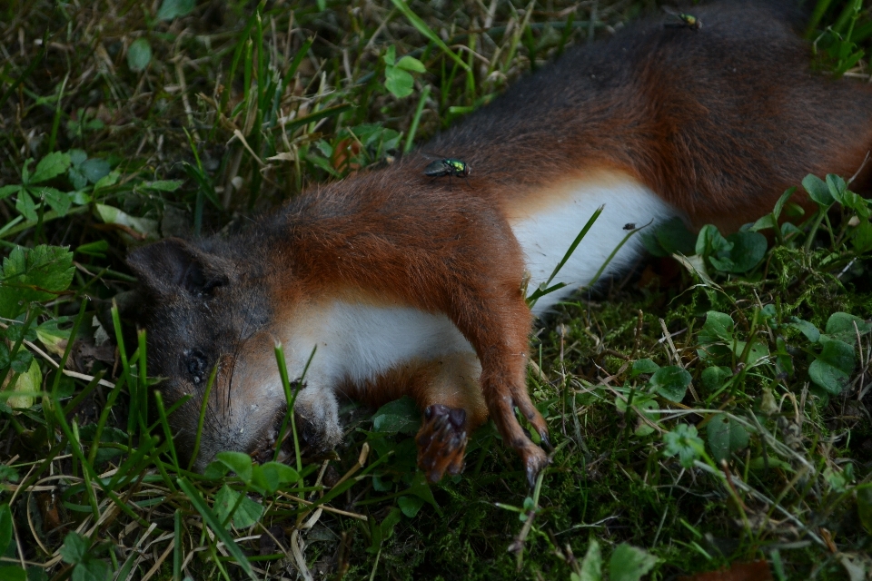 Floresta grama animal animais selvagens