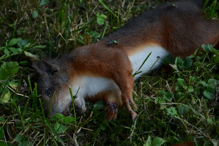 Photo Forêt herbe animal faune