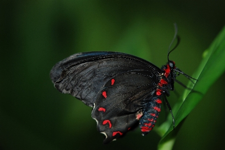 Nature outdoor wing photography Photo