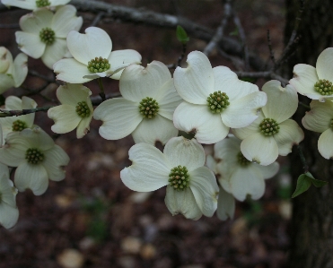 Blossom plant white stem Photo