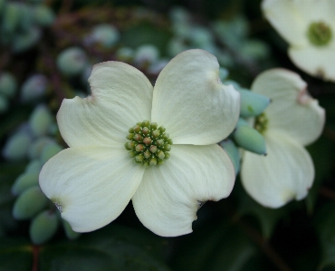 Nature blossom plant photography Photo