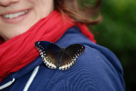 Nature outdoor wing wildlife Photo