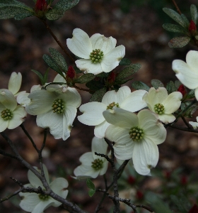 Blossom plant stem leaf Photo