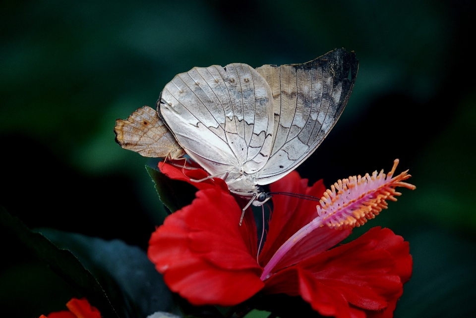 Nature outdoor blossom wing