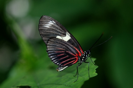 Foto Natureza asa fotografia folha