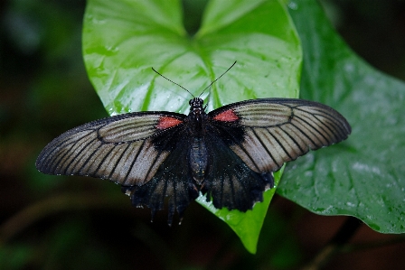 Nature outdoor wing photography Photo