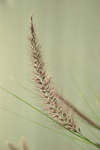 Foto Pohon alam rumput cabang