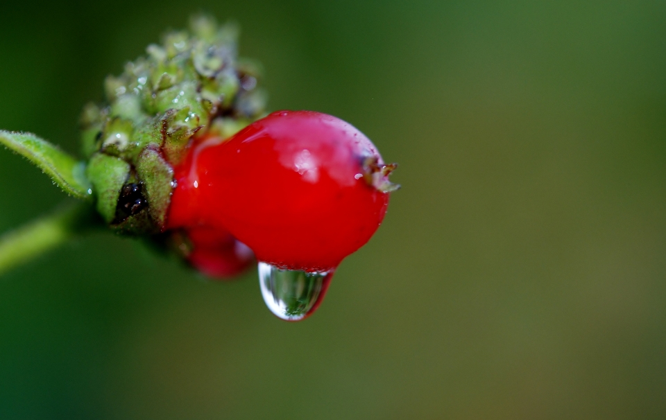 Eau nature fleurir usine