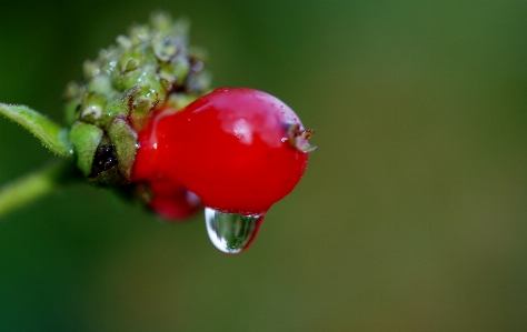 Water nature blossom plant Photo