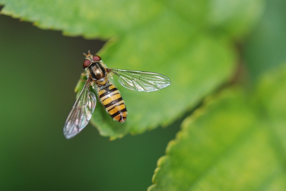 Natura skrzydło fotografia liść