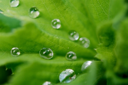 Water nature grass drop Photo