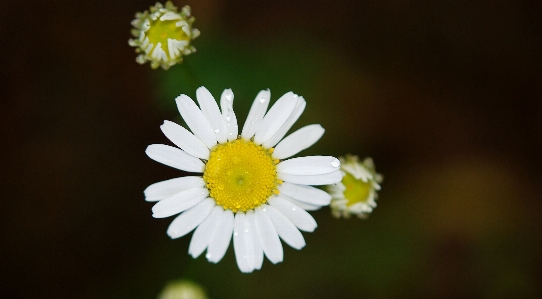 Foto Natura fiore pianta fotografia