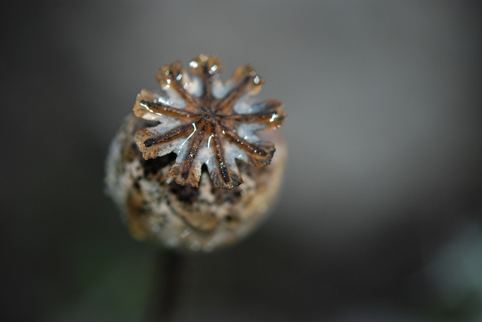 自然 植物 写真撮影 葉