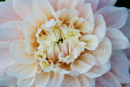 Blossom dew plant white Photo