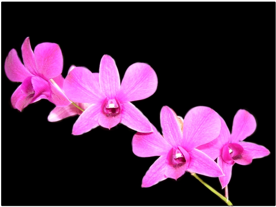 Nature branch blossom plant