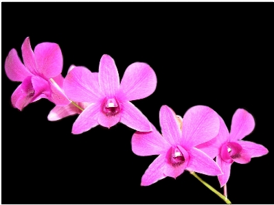 Nature branch blossom plant Photo