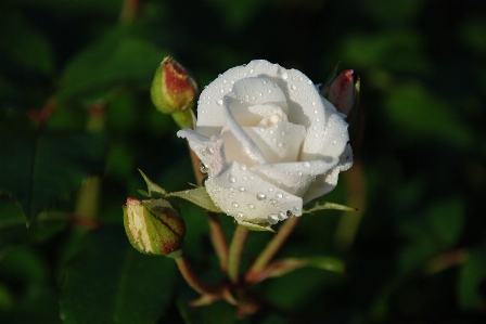 Nature blossom plant white Photo