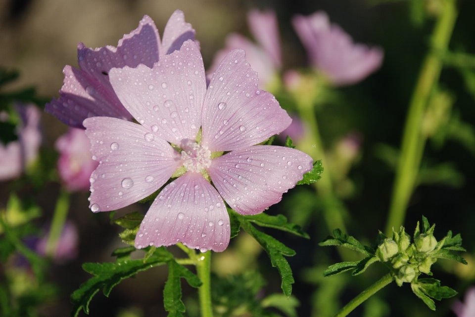 Nature fleurir usine feuille