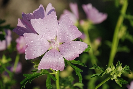 Nature blossom plant leaf Photo