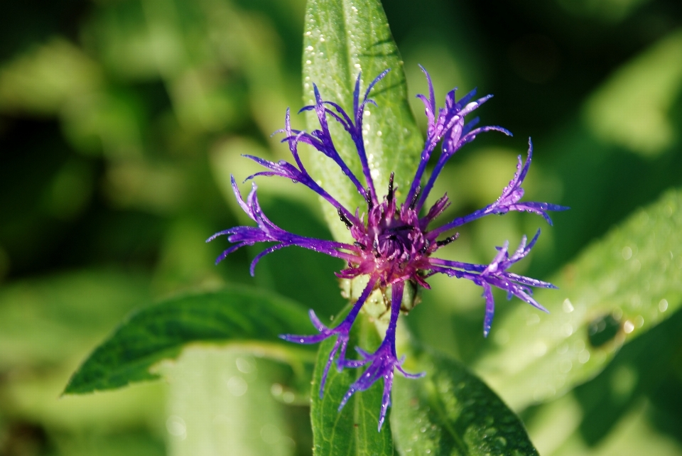 água natureza grama derrubar