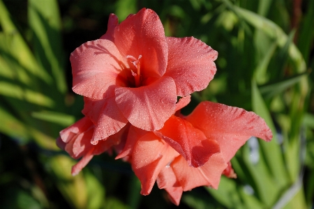 Water nature drop plant Photo