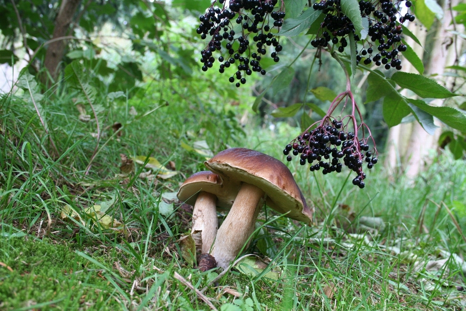 Baum natur wald anlage