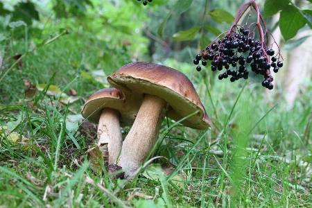 Natur wald blatt blume Foto