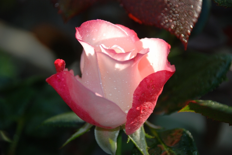 Natura fiore pianta bianco