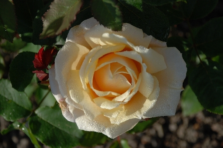 Nature blossom plant white Photo