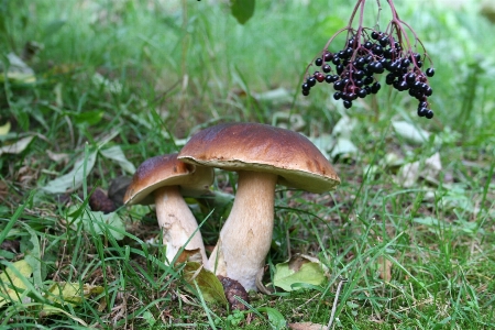 Nature forest autumn botany Photo