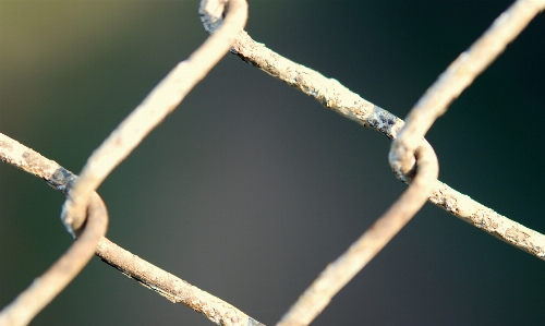 Tree nature branch fence Photo