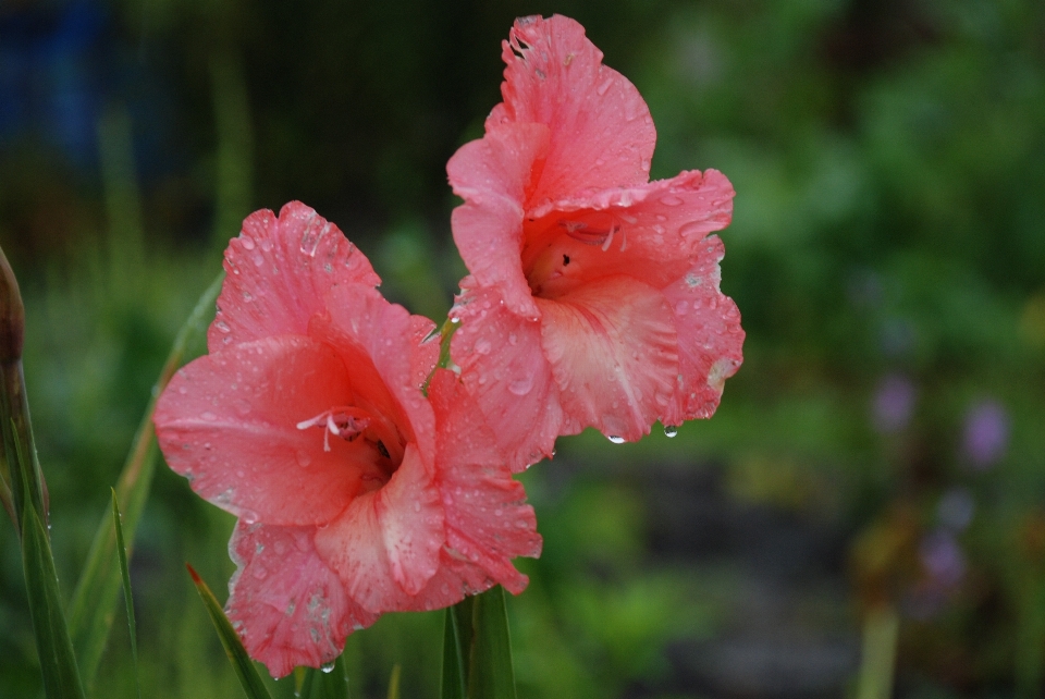 Nature grass blossom plant