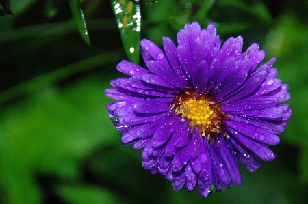 Water nature blossom drop Photo