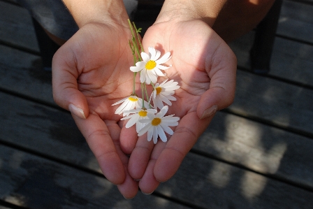 Hand flower petal leg Photo