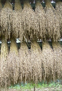 木 自然 植物 粒 写真